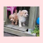 Prachtige Maltipoo pups, nog 1 reutje beschikbaar!, CDV (hondenziekte), Meerdere, 8 tot 15 weken, Meerdere dieren