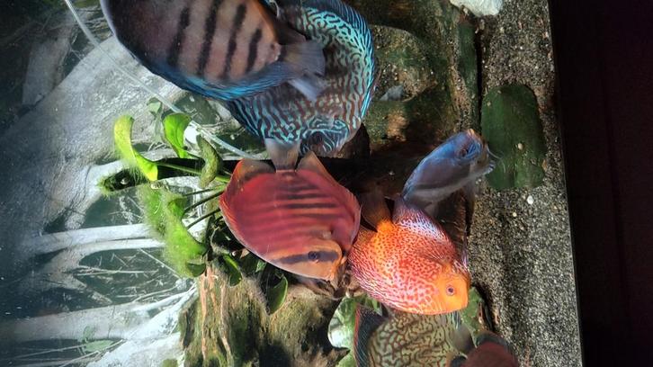 Aangeboden diverse afmetingen en kleuren discusvissen, Dieren en Toebehoren, Vissen | Aquariumvissen, Zoetwatervis, Vis, Schoolvis