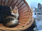 Kitten poesje 13 mei, Dieren en Toebehoren, Poes