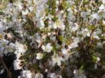 Prunus incisa kojou no mai sierkers, Ophalen, Overige soorten