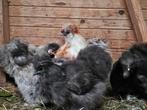 Aangeboden:zijdehoen haantje met 6 zijdehoen hennetjes, Dieren en Toebehoren, Pluimvee, Meerdere dieren, Kip
