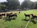 Lammeren rammen/ooien maart, Dieren en Toebehoren