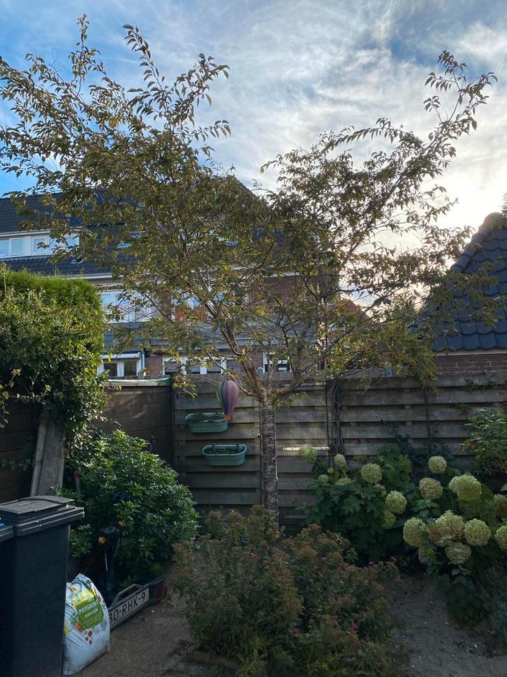 Prachtige Japanse Sierkers, Tuin en Terras, Planten | Bomen, Overige soorten, Minder dan 100 cm, Volle zon, Bloeit niet, Ophalen