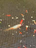 Koi karper 25-30 cm, Tuin en Terras, Vijvers, Ophalen, Zo goed als nieuw