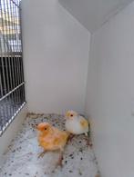 Harlekijn kanaries, Dieren en Toebehoren, Meerdere dieren, Kleurkanarie