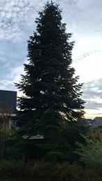 Grote boom te koop -, Volle zon, Bloeit niet, 400 cm of meer, Overige soorten