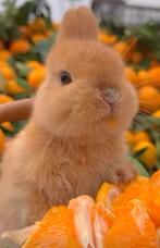 🩷🩷PRACHTIG MOOI LIEF HANDTAM RASZUIVER KNUFFEL KONIJNTJES, Meerdere dieren, Dwerg
