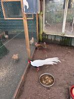 Te koop trio zilverfazanten, Dieren en Toebehoren, Pluimvee | Toebehoren, Ophalen, Overige typen