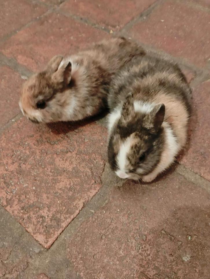Dwerg konijntjes Nog 1 vrouwtje en 2 mannetjes, Dieren en Toebehoren, Konijnen, Dwerg, Meerdere dieren, 0 tot 2 jaar
