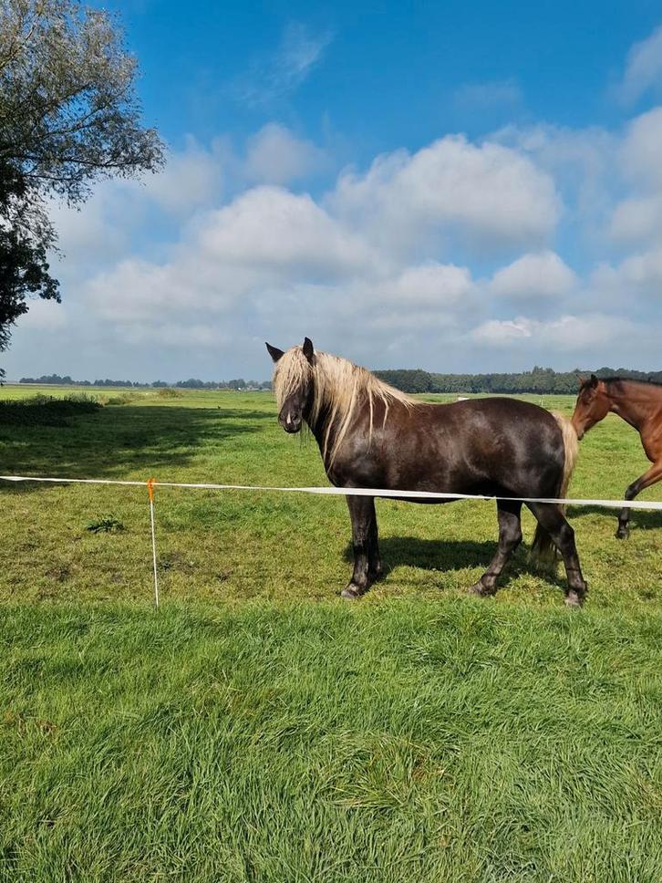 Zomerweide aangeboden, Dieren en Toebehoren, Stalling en Weidegang