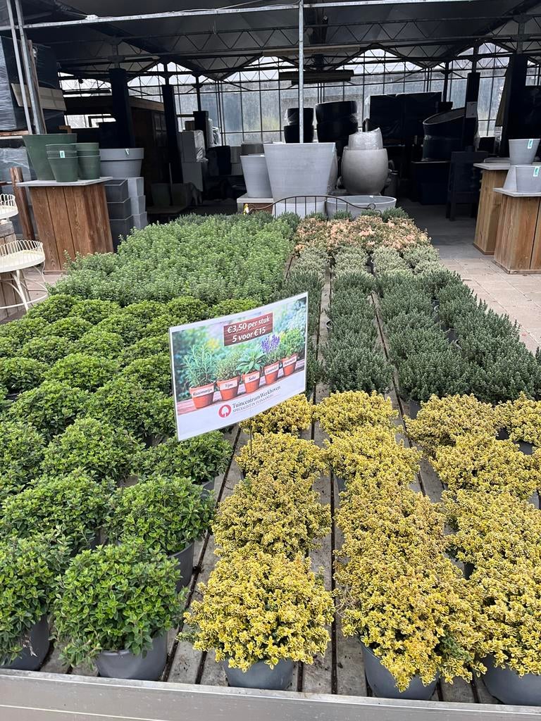 Diverse soorten Tijm - Heerlijke geur en smaak!, Volle zon, Vaste plant, Ophalen of Verzenden, Kruiden