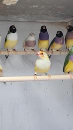 Blauwe gouldamadine man en gele split voor blauwe pop, Dieren en Toebehoren, Vogels | Overige Vogels, Meerdere dieren, Geringd