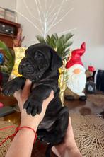 Cane corso, Dieren en Toebehoren, Overige rassen, 8 tot 15 weken, Meerdere dieren, Eén hond