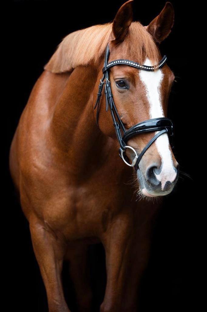 Leuke pony, Dieren en Toebehoren, Pony's, Merrie, L, E pony (1.48m - 1.57m), Dressuurpony, 7 tot 10 jaar, Gechipt, Ontwormd, Ingeënt