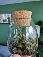 Juwelenorchidee Macodes Petola in glas, Huis en Inrichting, Kamerplanten, Ophalen, Overige soorten, Halfschaduw, In pot