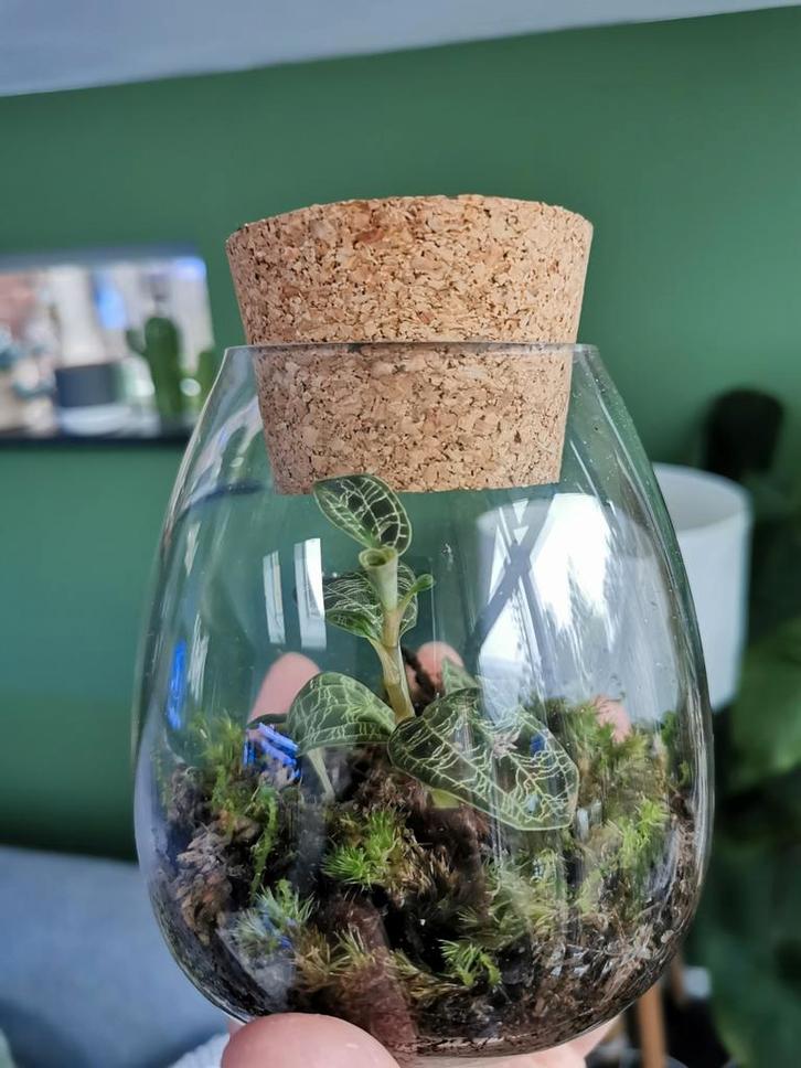 Juwelenorchidee Macodes Petola in glas, Huis en Inrichting, Kamerplanten, Overige soorten, Minder dan 100 cm, Groene kamerplant