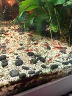 Neocaridina davidi, ook wel Red Cherry Shrimps genoemd), Kreeft, Krab of Garnaal, Zoetwatervis