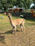Mooie alpaca merrie, Dieren en Toebehoren, Maart, Vrouwelijk