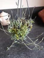 Senecio radicans, Ophalen of Verzenden