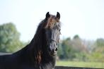 Prachtige 3 jarige hengst Jurre x Folkert, Gechipt, Dressuurpaard, Hengst, 3 tot 6 jaar