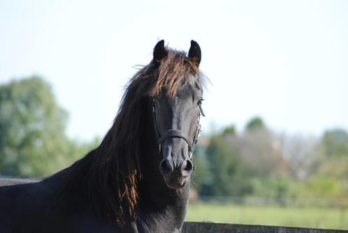 Prachtige 3 jarige hengst Jurre x Folkert, Dieren en Toebehoren, Paarden, Hengst, Onbeleerd, 165 tot 170 cm, 3 tot 6 jaar, Dressuurpaard