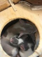 Kleurmuizen, Vrouwelijk, Muis, Na 1 juli 2024