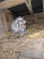 Zijdehoen krulveerhaan, Dieren en Toebehoren, Pluimvee, Mannelijk, Kip