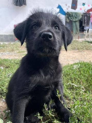Jiji – een zachtaardige jongen met een groot hart  beschikbaar voor biedingen