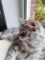 Maine Coon, 2,5 Jaar