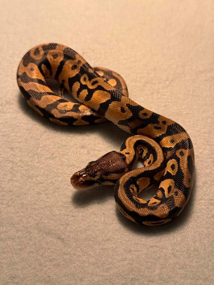 Leuke jonge Ball Pythons, Python Regius, Koningspython