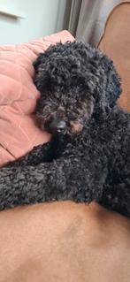 Middenslag poedel van 10 maanden oud zoekt gouden mandje, Dieren en Toebehoren, Honden | Chihuahua's en Gezelschapshonden, Poedel