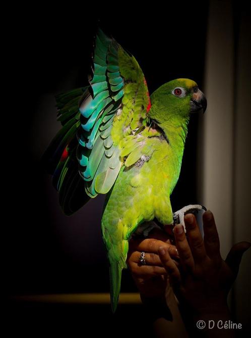 Geel voorhoofd amazone lees beschrijving, Dieren en Toebehoren, Vogels | Parkieten en Papegaaien, Papegaai, Mannelijk, Pratend