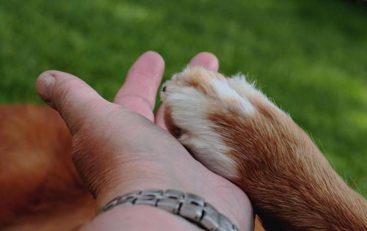 Urn voor overleden huisdier, Dieren en Toebehoren, Honden-accessoires, Nieuw, Ophalen of Verzenden