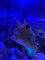 long horn cow fish, Dieren en Toebehoren, Vissen | Aquariumvissen, Vis