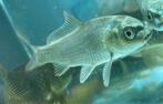 Een koi, Dieren en Toebehoren, Vissen | Vijvervissen, Karper of Koi