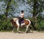 Te lease aangeboden, Dieren en Toebehoren, Pony's, Merrie, Recreatiepony