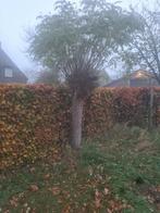 2 mooie bolacacia te koop, Ophalen, Volle zon, Bolboom, 250 tot 400 cm