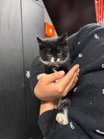 Kittens te koop, Dieren en Toebehoren, Katten en Kittens | Overige Katten, Meerdere dieren