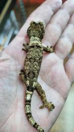 Chahoua white collar gecko pines island, Dieren en Toebehoren, Hagedis, 0 tot 2 jaar