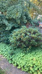 Gratis div planten uit onze tuin., Ophalen