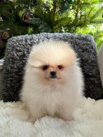 💕Pomerian puppy reu💕, België, Particulier, Reu, 8 tot 15 weken