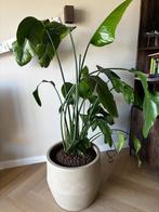 Strelitzia Nicolai, Ophalen, Overige soorten, Halfschaduw, 150 tot 200 cm