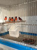 Zaterdag div vogels te koop Vogelmarkt Hardenberg, Dieren en Toebehoren, Vogels | Overige Vogels, Meerdere dieren, Tropenvogel