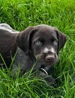 Prachtige duitse staande draadhaar pups, Dieren en Toebehoren, Duitse Staande hond, CDV (hondenziekte), 8 tot 15 weken, Meerdere