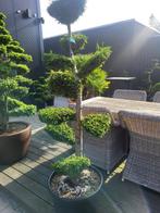Thuja occ Brabant Bonsai, Tuin en Terras, Bloeit niet, Overige soorten, 100 tot 250 cm, Ophalen