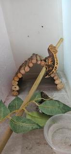 Wimpergekko 0.1, Dieren en Toebehoren, Reptielen en Amfibieën, Hagedis, 0 tot 2 jaar