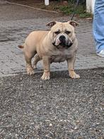 American bully pocket teef, Particulier, Overige rassen, 1 tot 2 jaar, Buitenland
