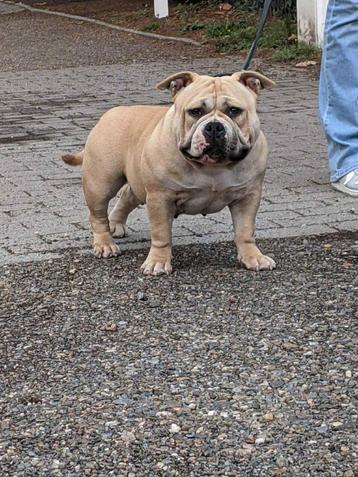 American bully pocket teef beschikbaar voor biedingen