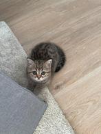 Britse korthaar golden shaded, Poes, Ontwormd, 0 tot 2 jaar