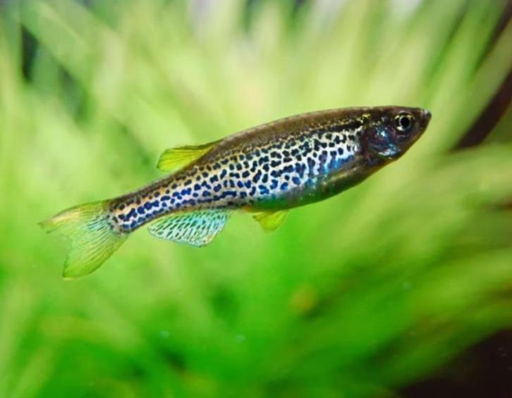 Luipaard Danio - Koidream Valburg, Dieren en Toebehoren, Vissen | Aquariumvissen, Zoetwatervis, Vis